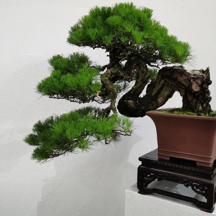 花语盆景