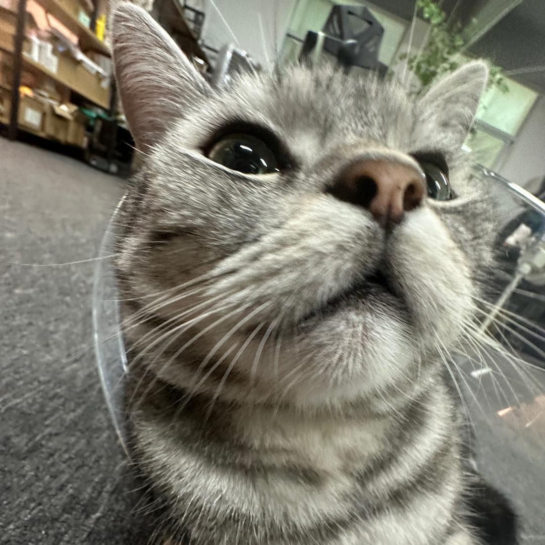 小李养了四只猫