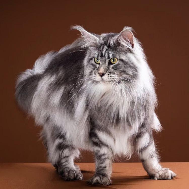 花花是只猫丶