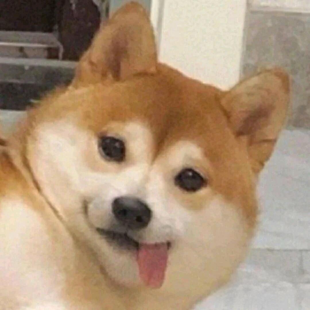 小H不是小狗