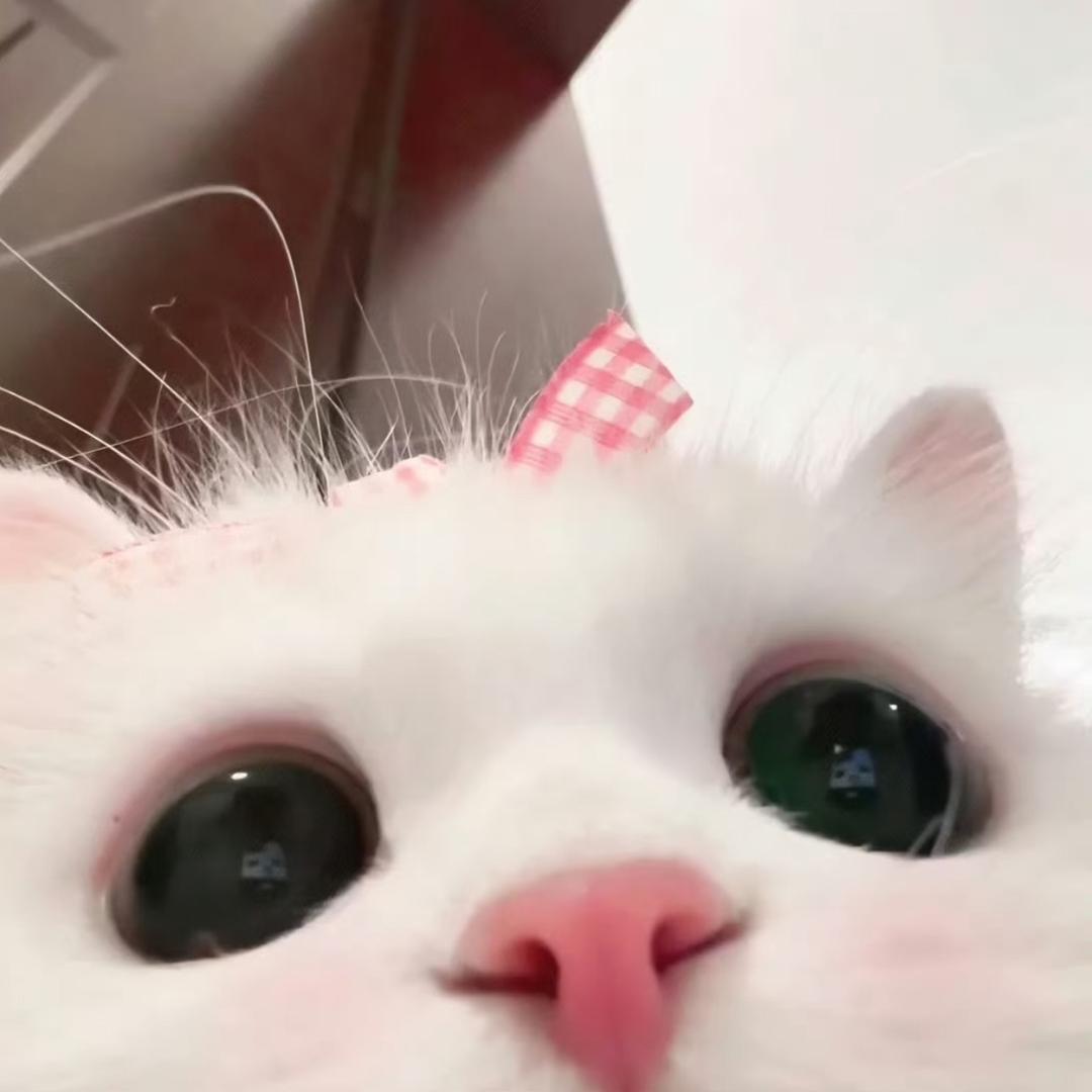 布偶猫