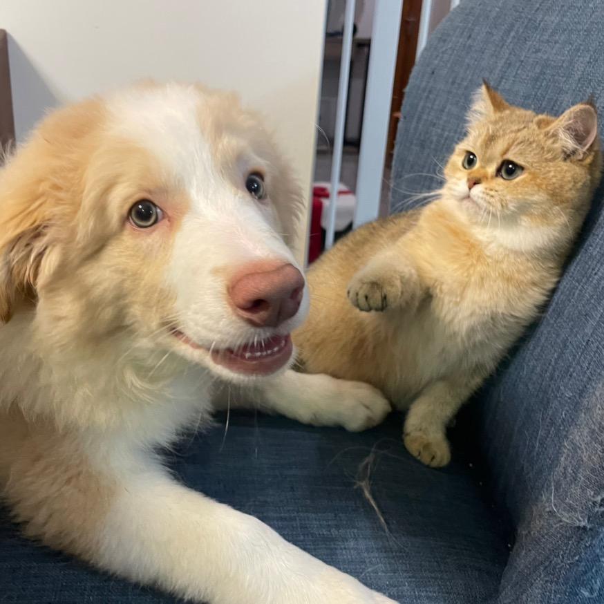 凯西的11猫2狗