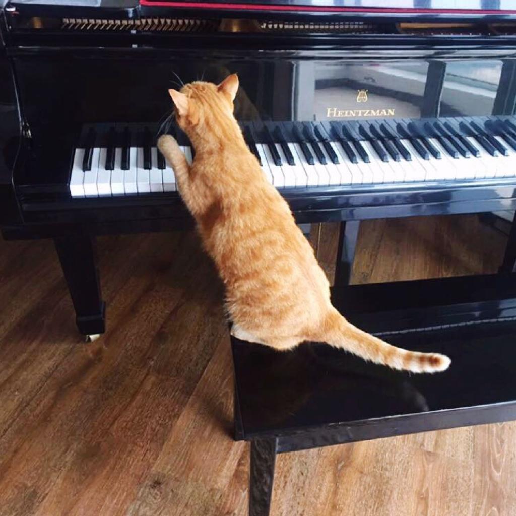 弹管风琴的黑猫咪