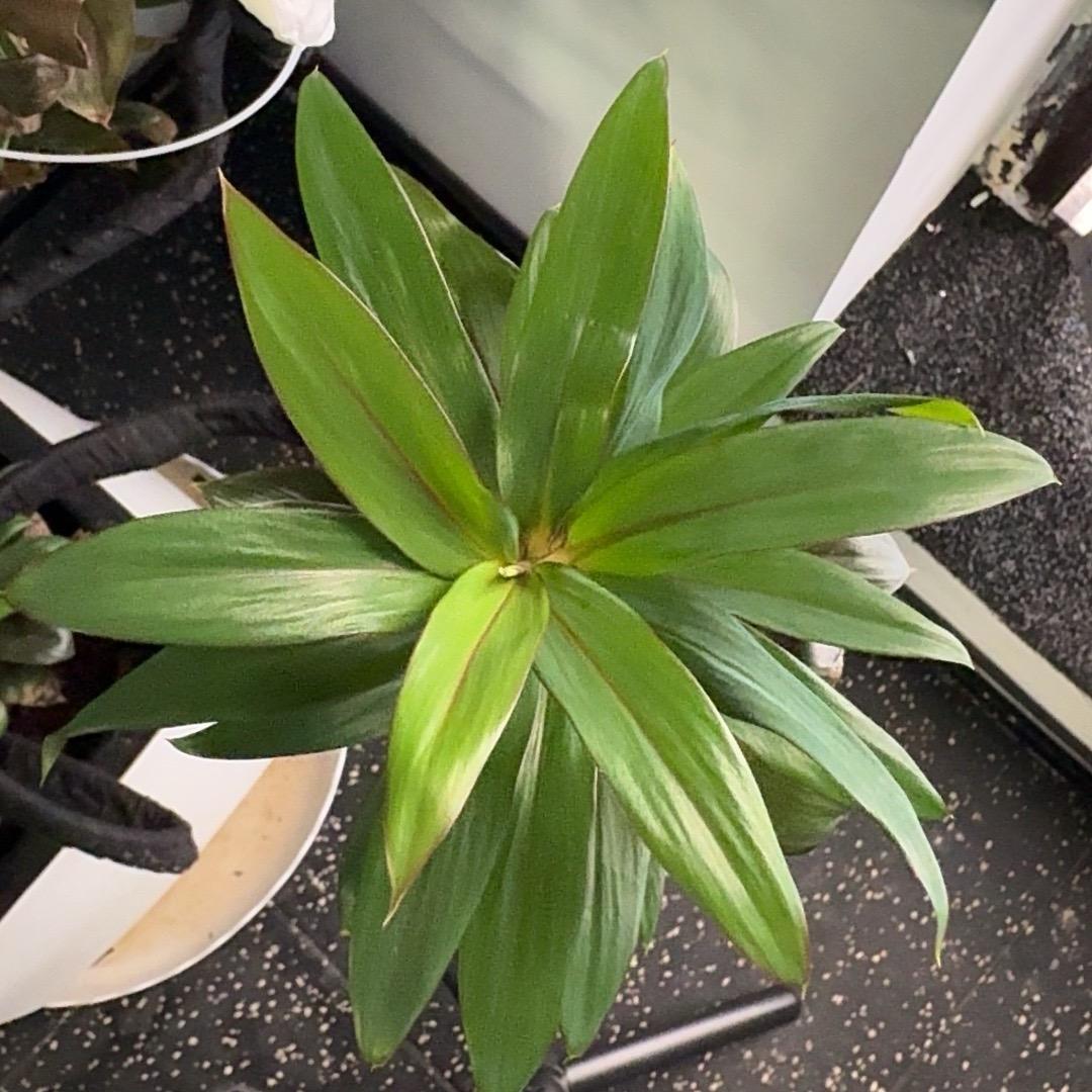 王文政