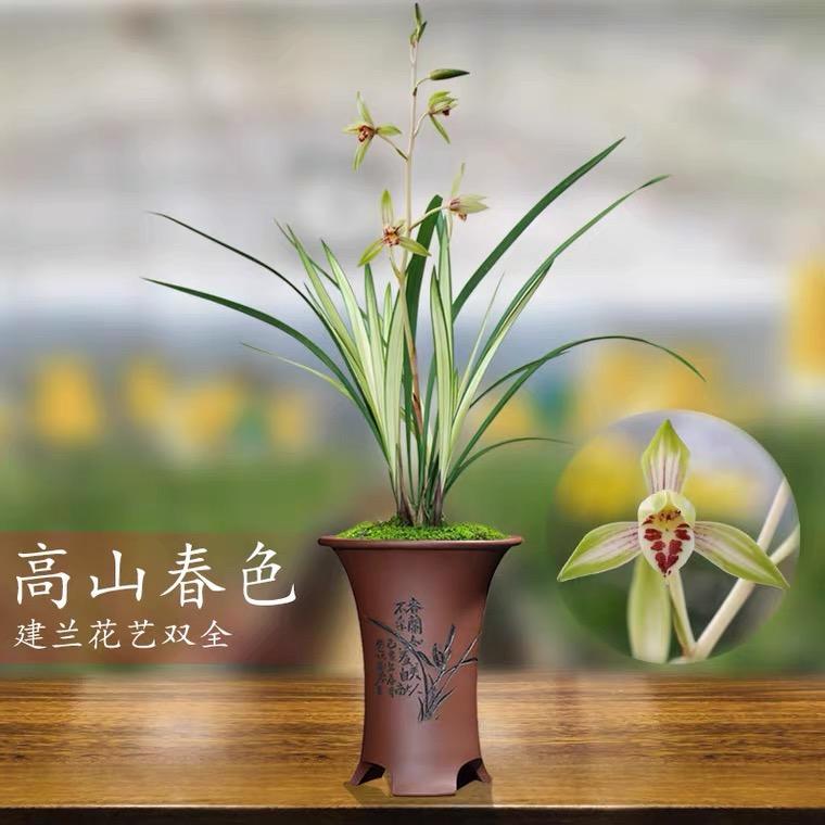 皇姐儿花卉