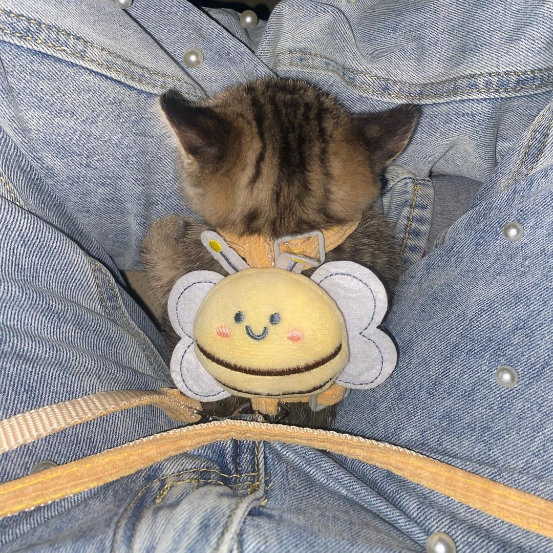 李富贵是猫