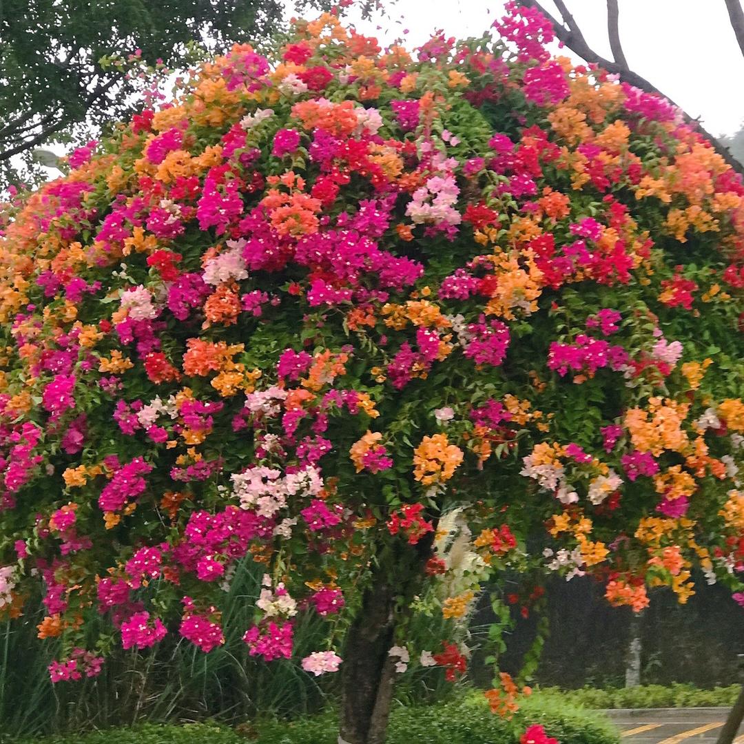 千禧好物