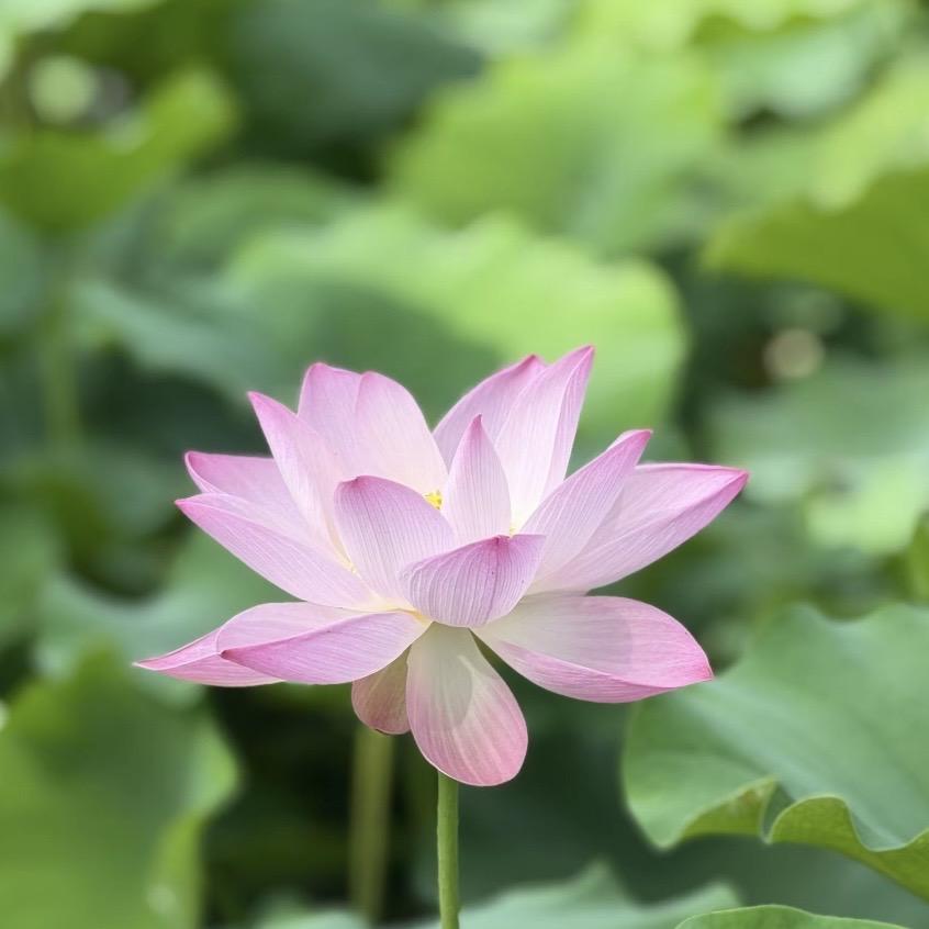 小巴