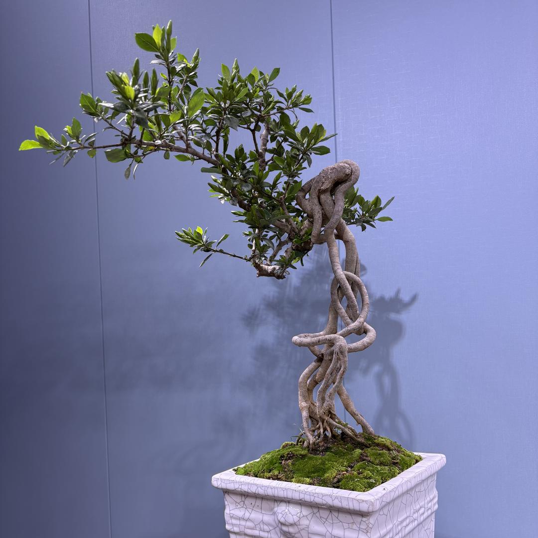 花香盆景