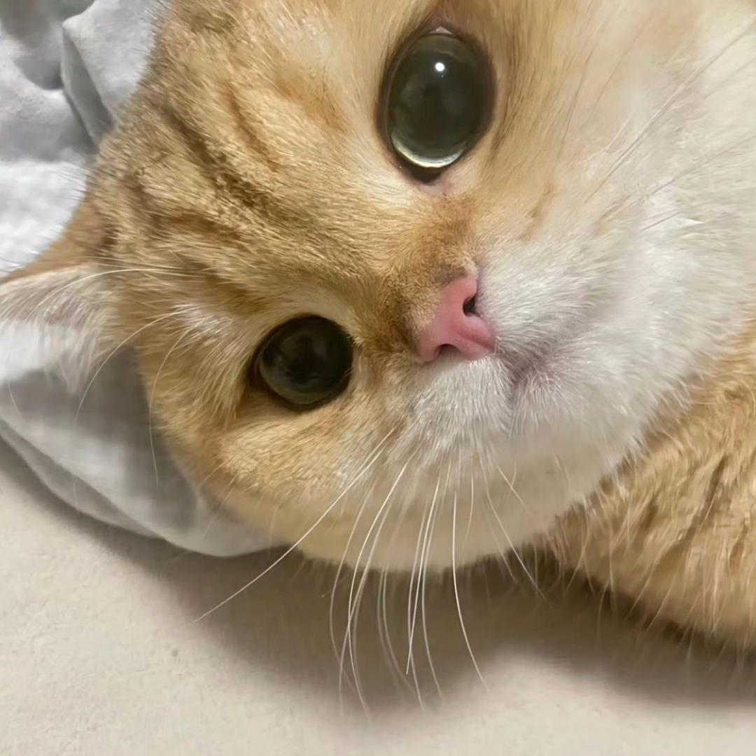 小狼