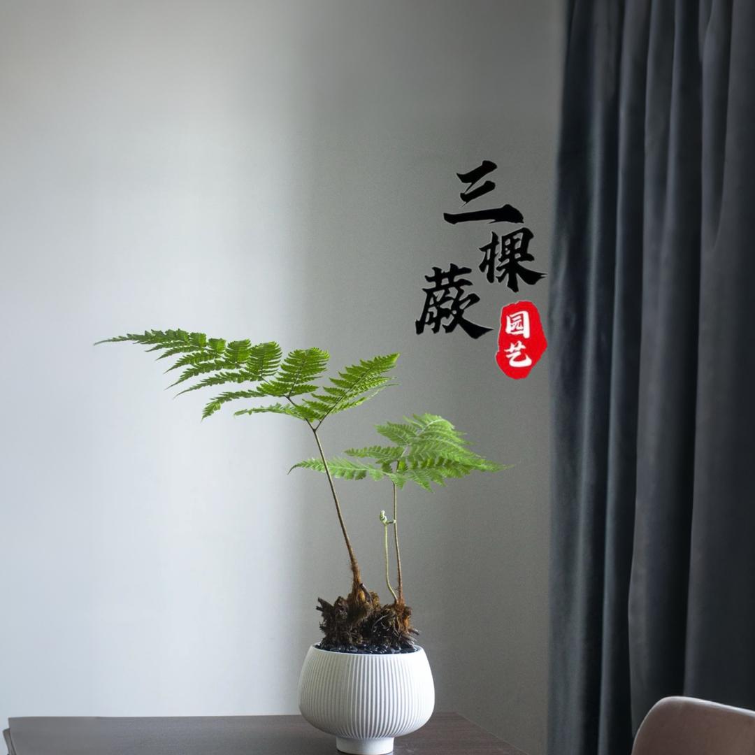 三棵蕨园艺