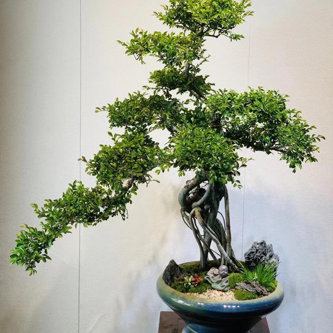 小菜盆景久久