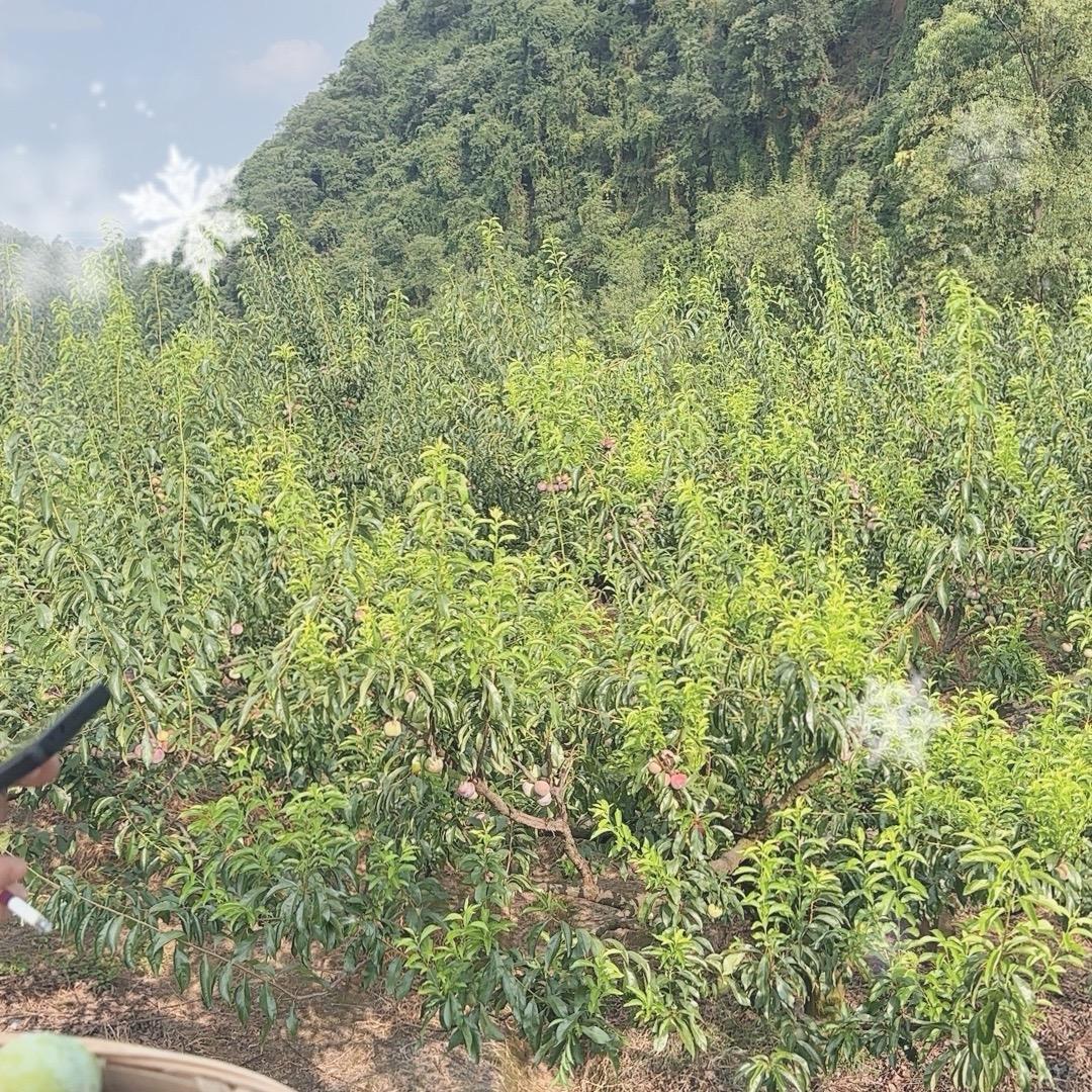 果园的果子