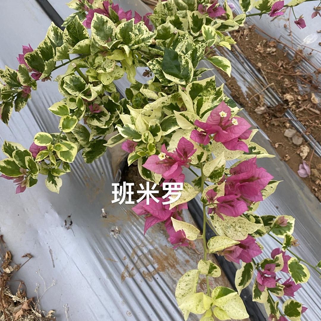 冰语陌路—柳州三角梅