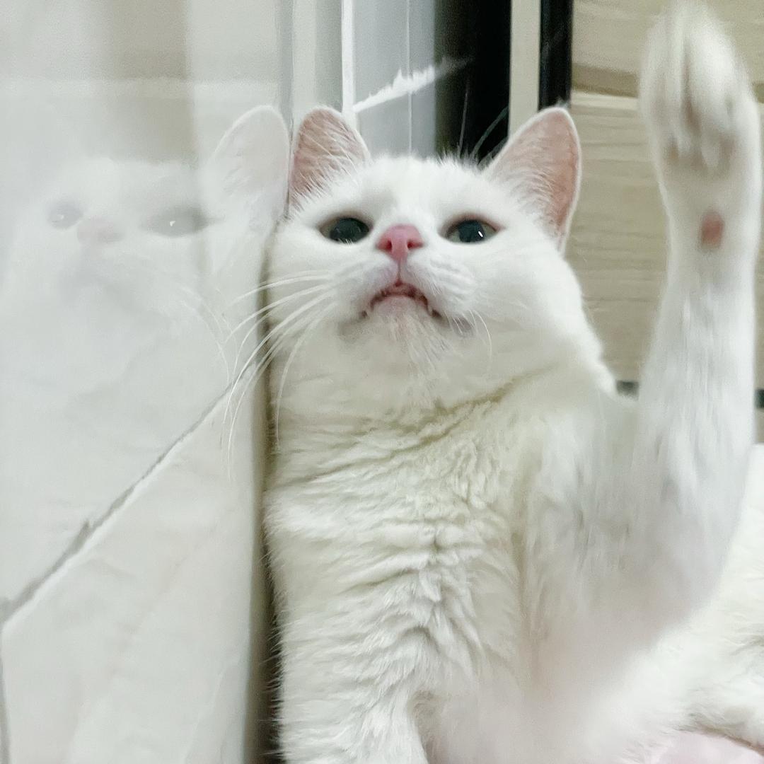 酸奶