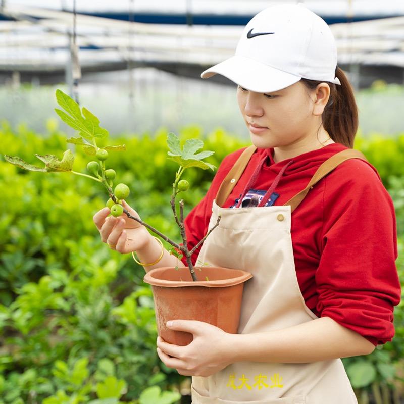 成大乐农果树苗木旗舰店