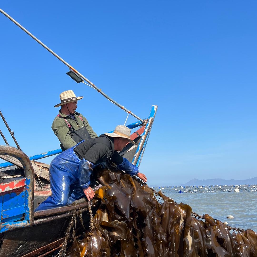 阿爸家霞浦头水海带