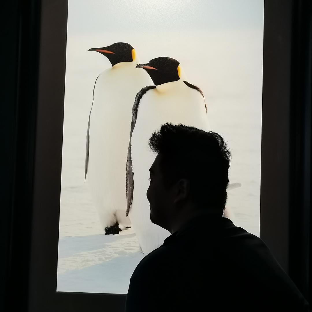 黑眼圈的熊