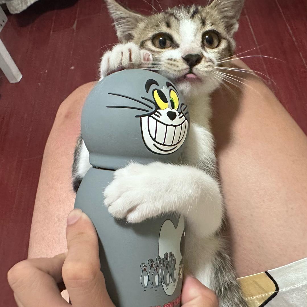 哆咪是只咪