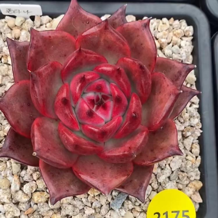 非非花卉