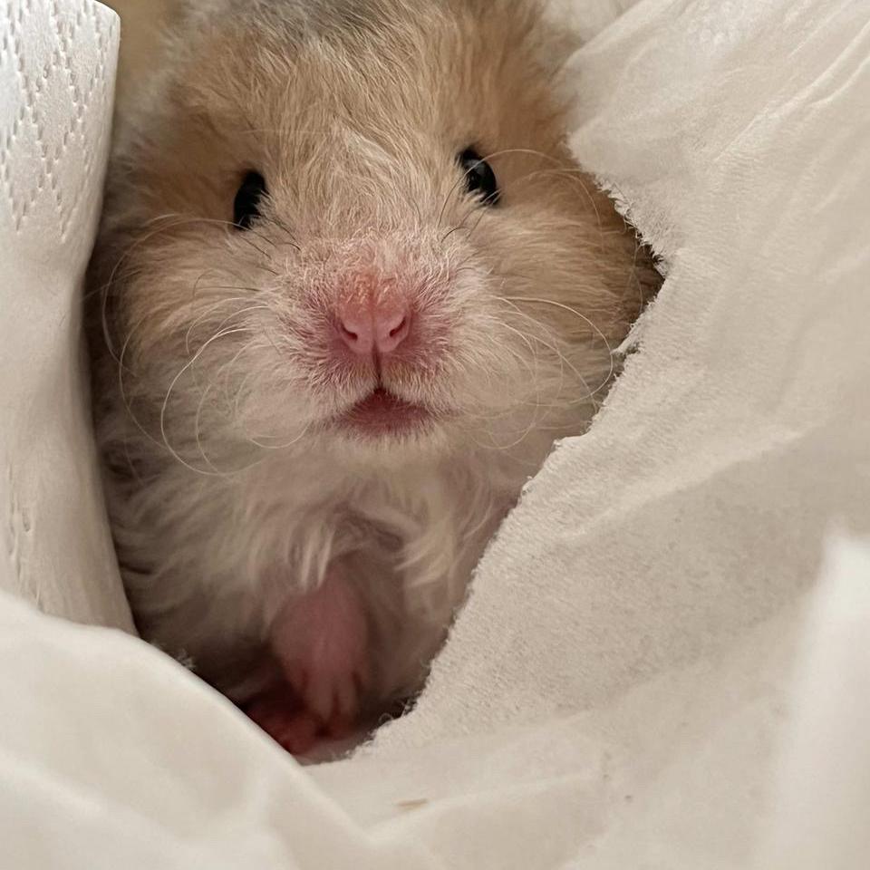 Abby的熊熊