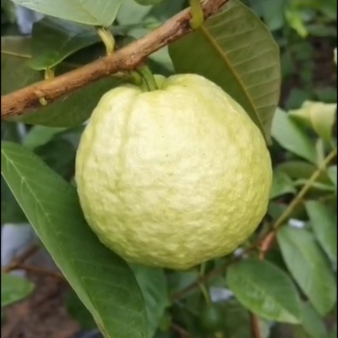 小建。👨🏻‍🌾