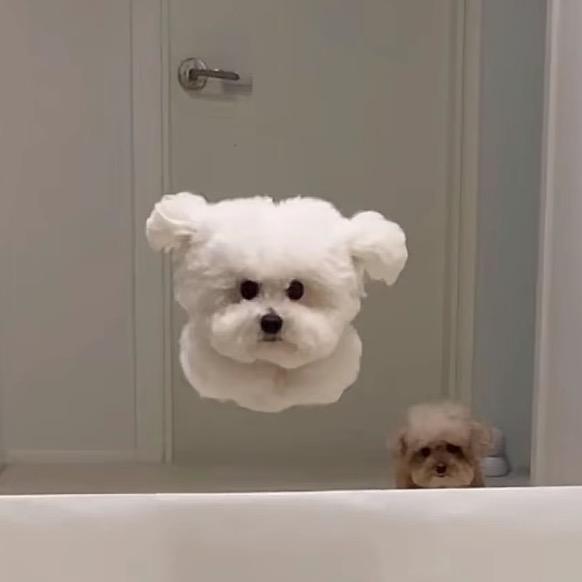 嘉 人