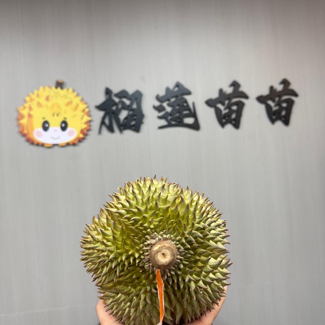 榴莲苗苗（老三）
