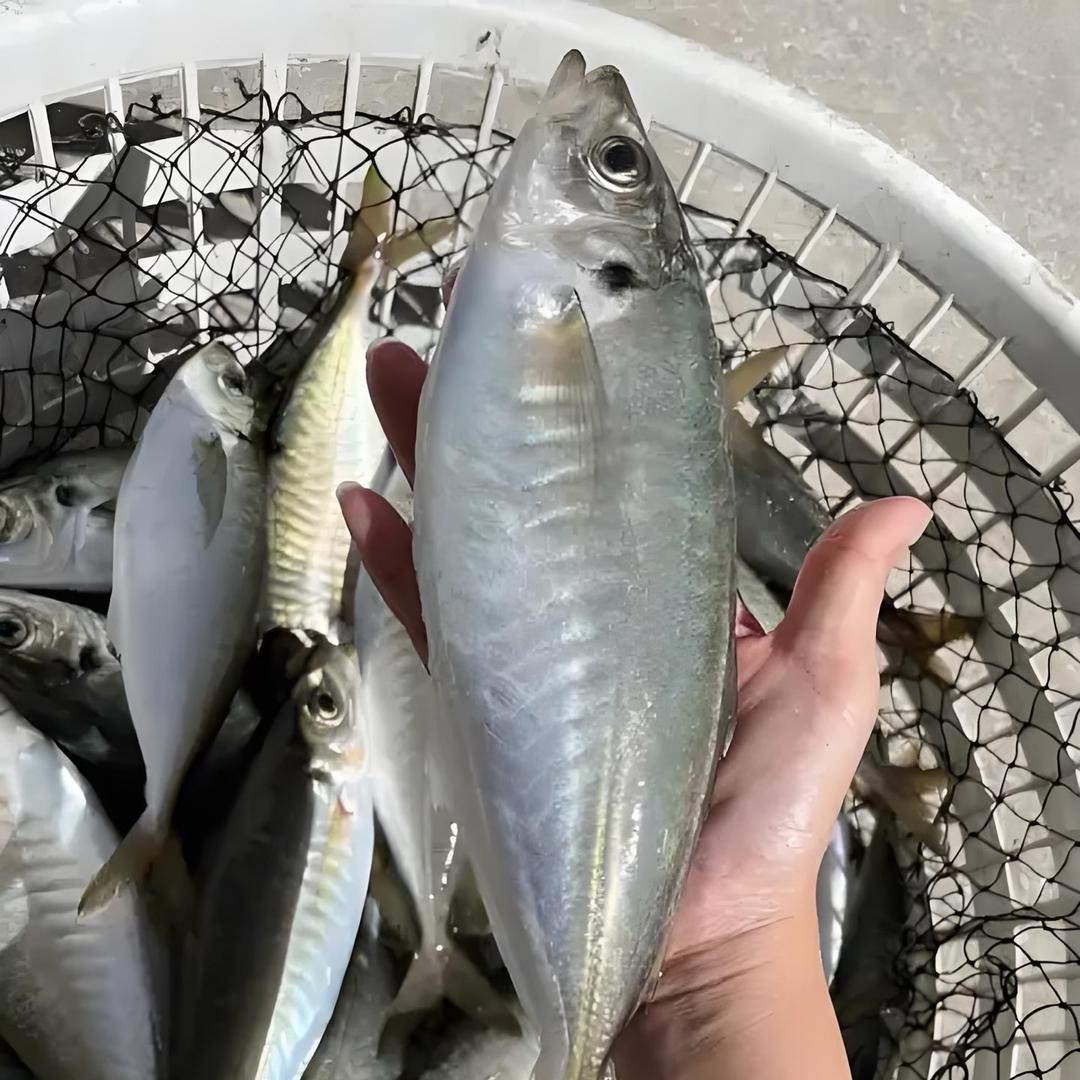 巴浪鱼福利专场