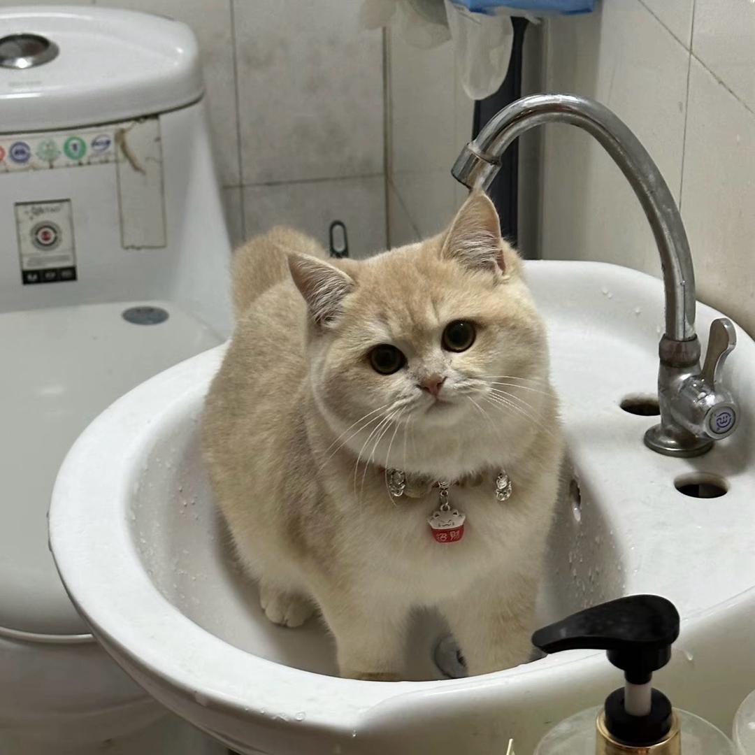 不吃魚的猫、