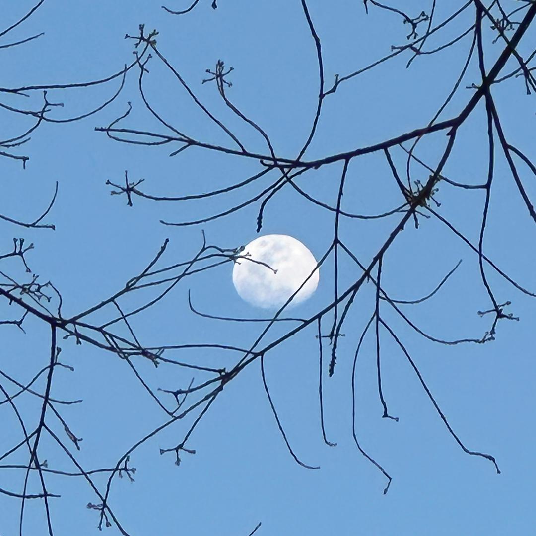 白沙小白龙