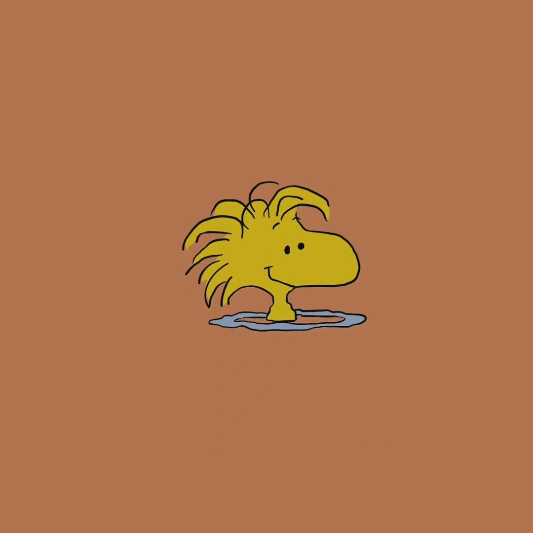 小明星动画