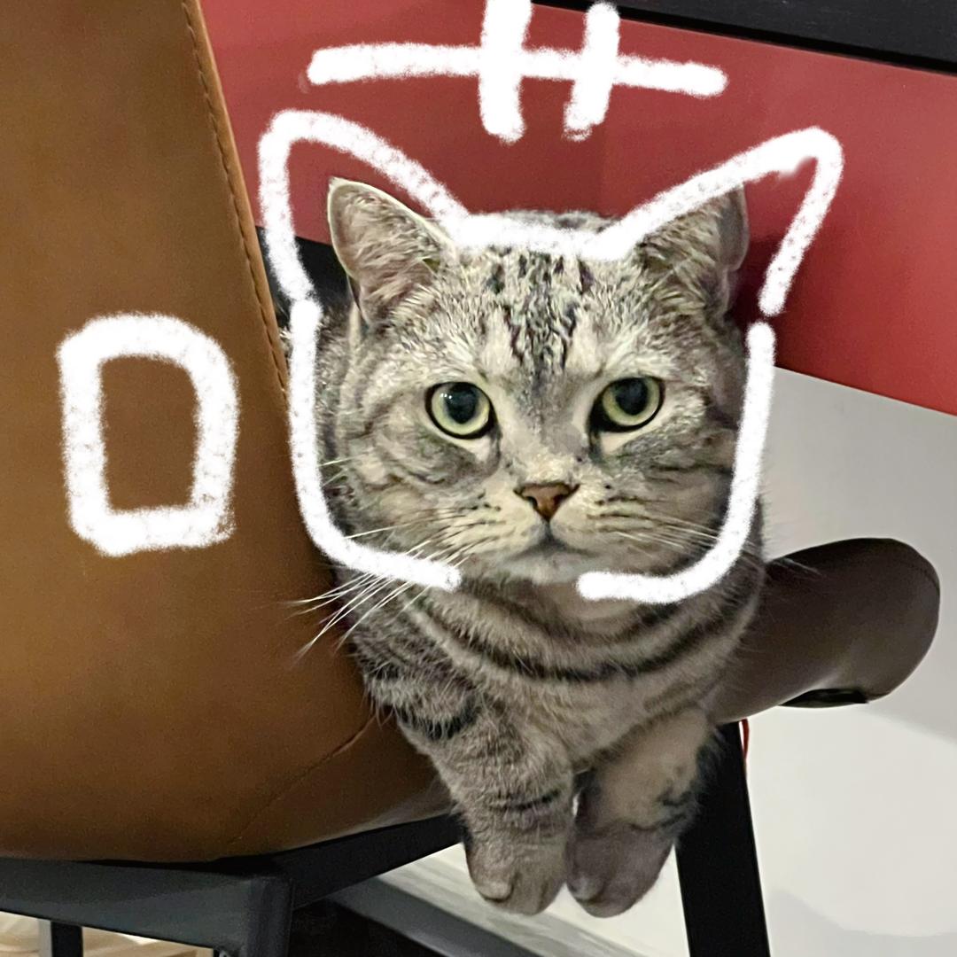 猫猫吃不饱
