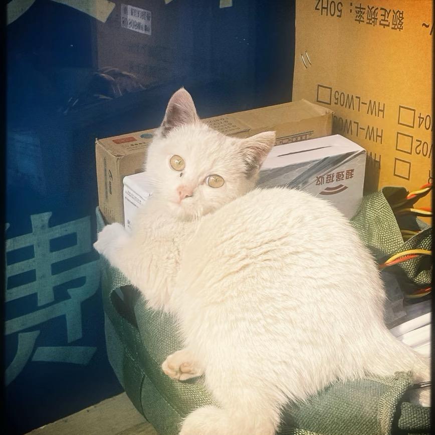 定时木错
