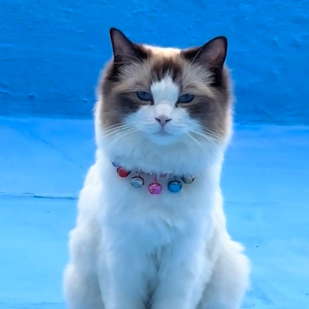 娣娣是只猫