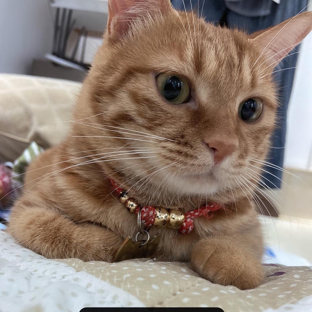 玄子的猫