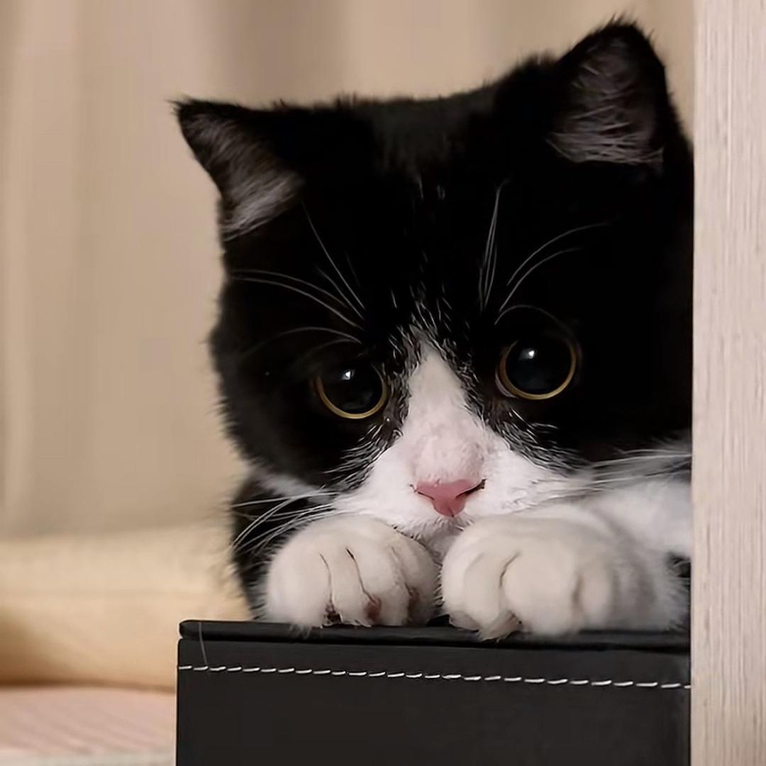 猫猫33