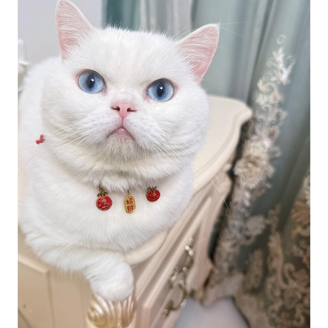 🐱主子的衣食住行