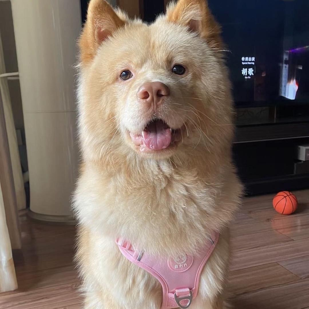 中华田园犬
