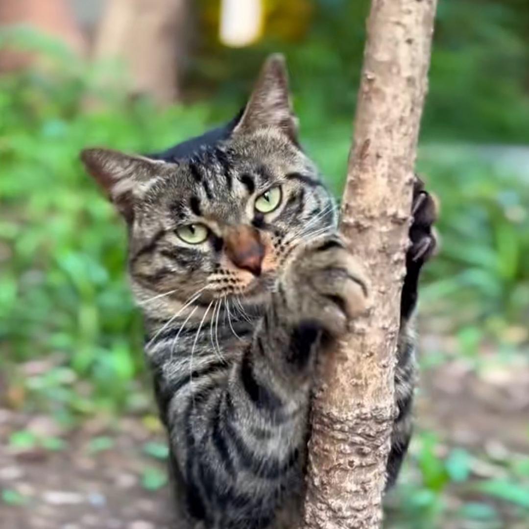 猫王辉哥