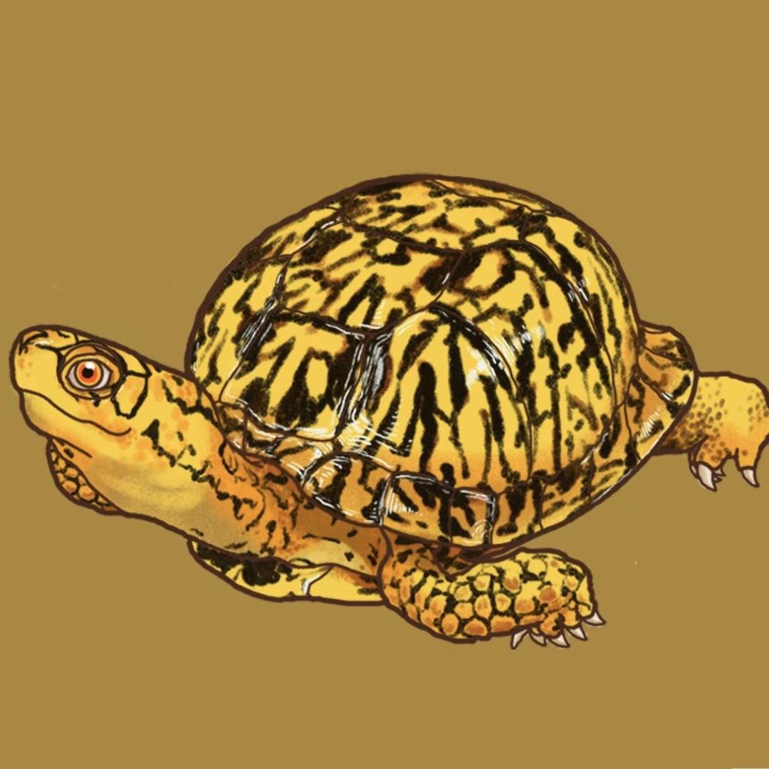 老博龟宠