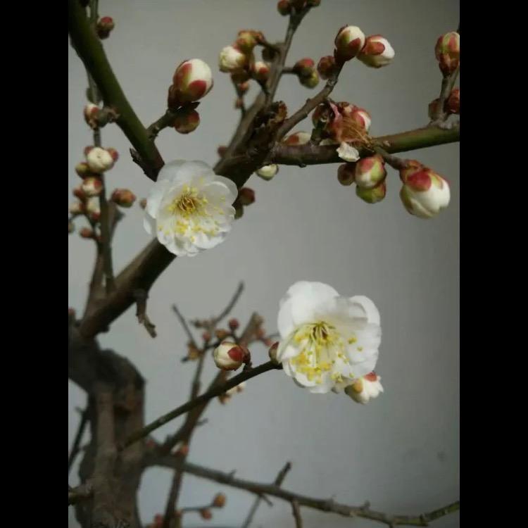 青衣🍬素手