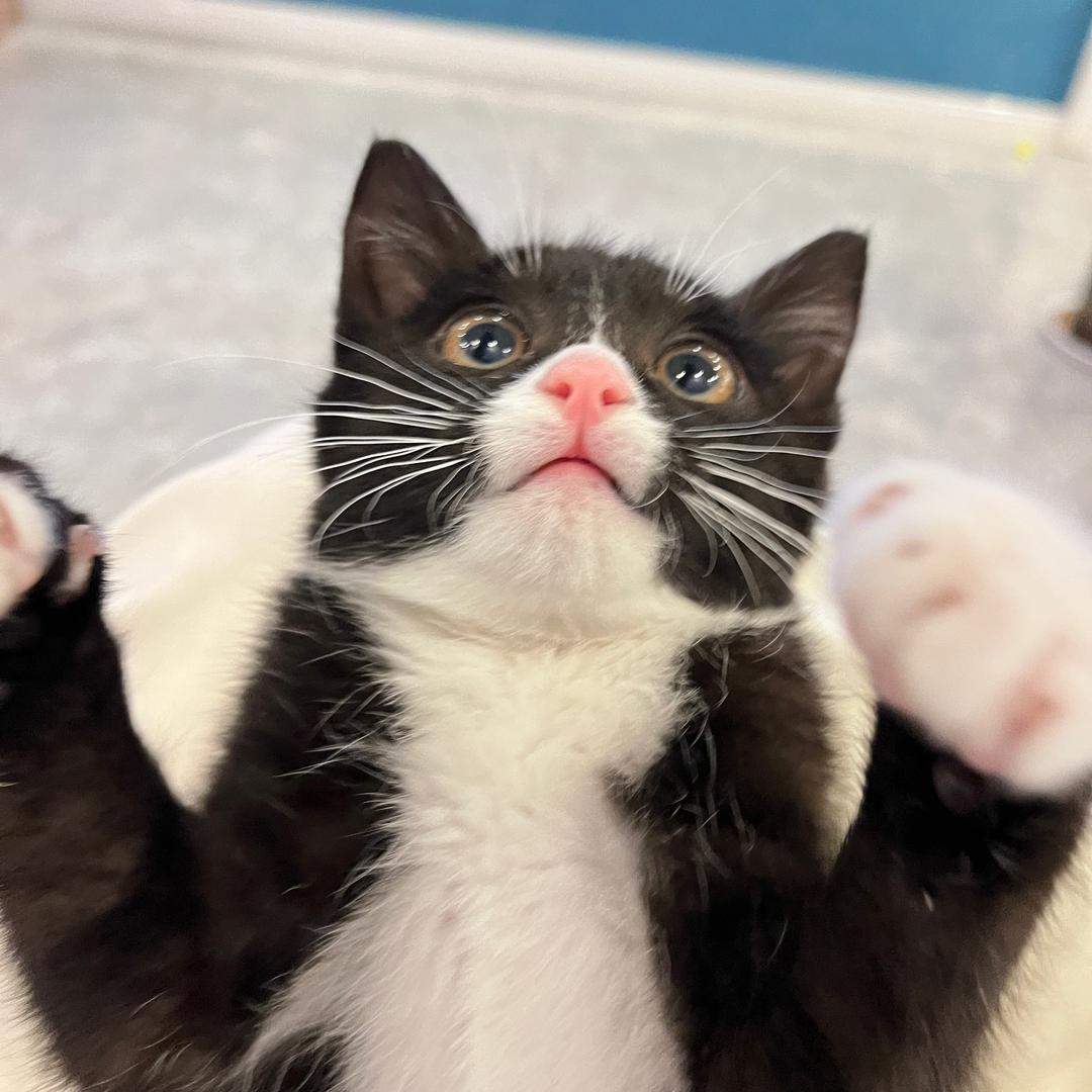 是个猪小咪