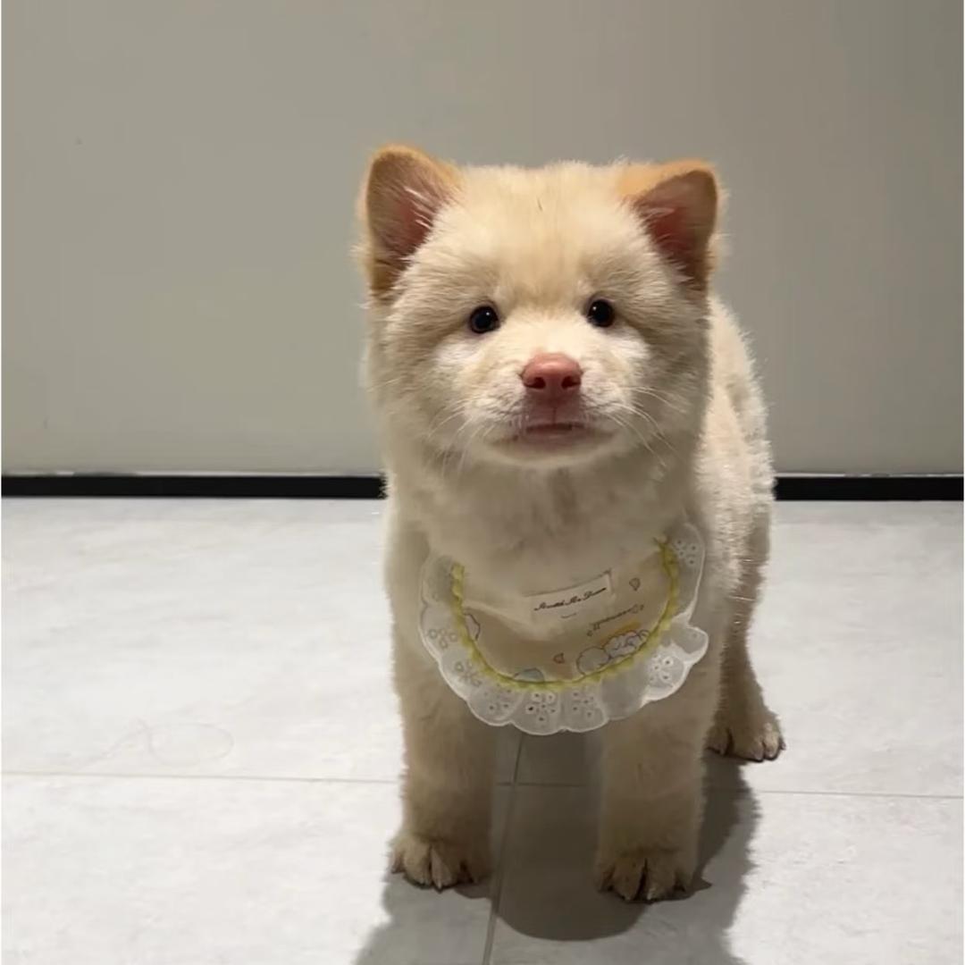 萨摩小耶