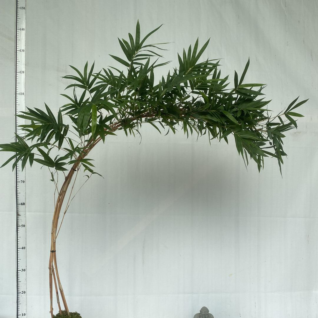 清竹雅苑