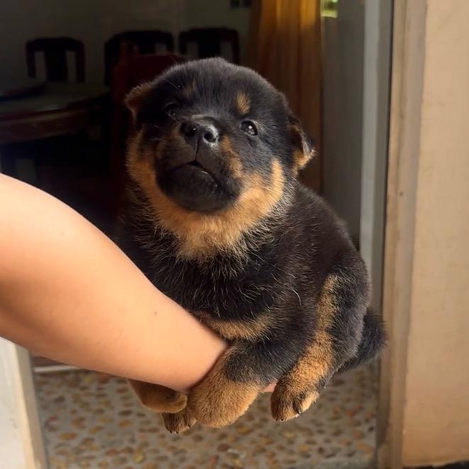 广东小狗~🐶油角