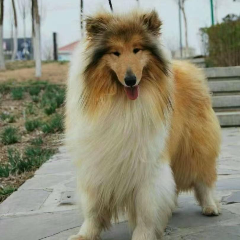 马小六犬舍