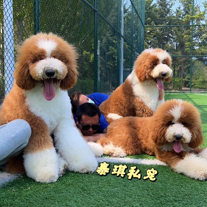 泰琪的巨贵家族