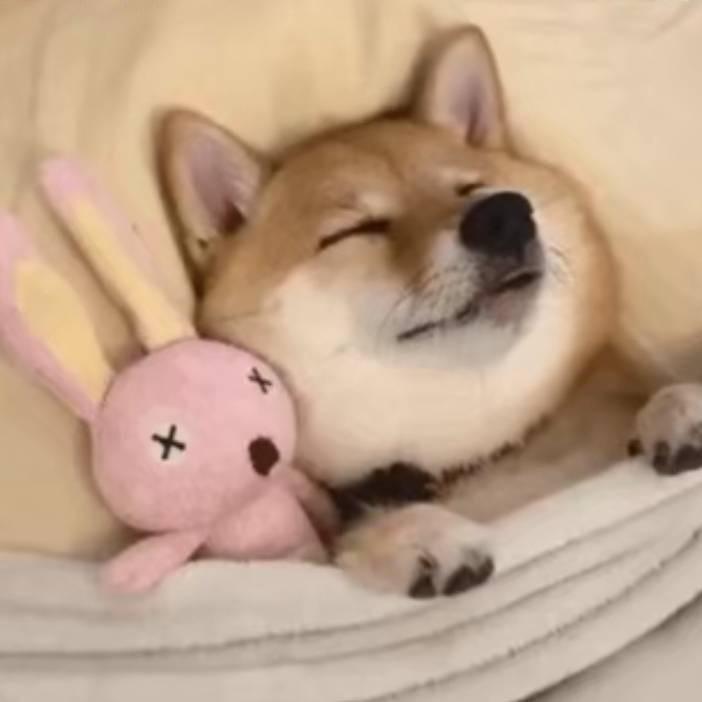 狗头
