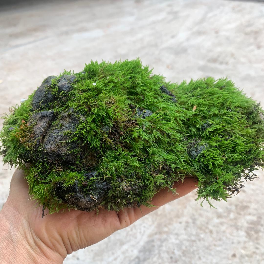 红藤圆叶山乌龟批发零售